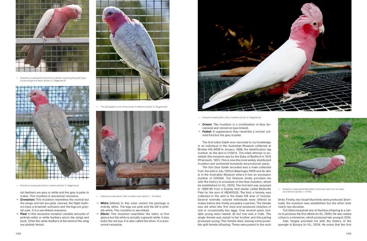 Mutace kakadu růžového a jejich dědičnost z knihy Cockatoos