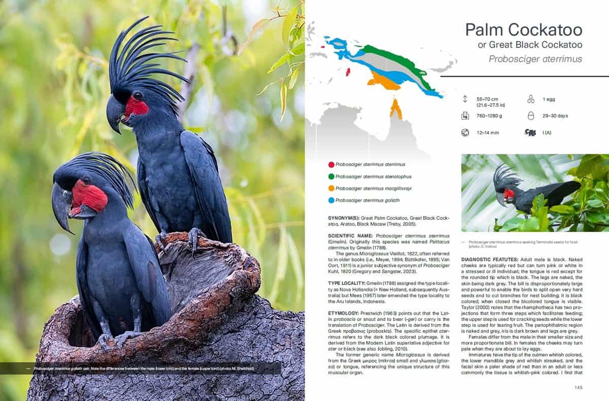 Druhová kapitola z knihy Cockatoos: kakadu palmový a mapa rozšíření poddruhů